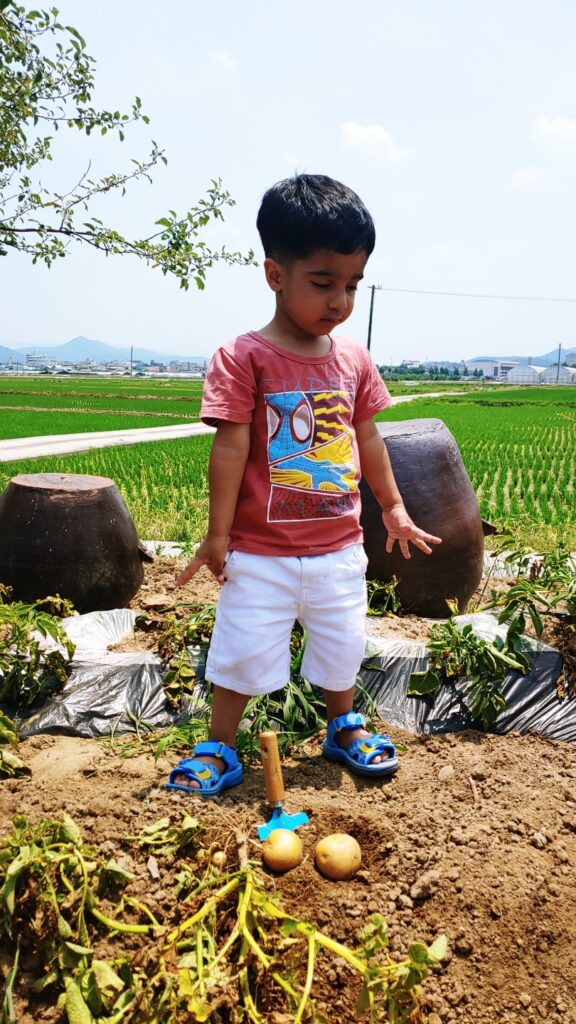 toddler in potato field 