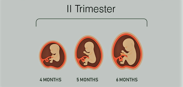 second trimester