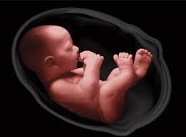 babies learn in the womb