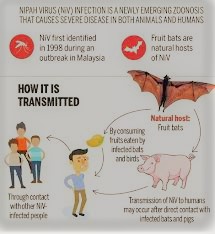 Nipah virus