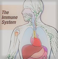 Immune system fights